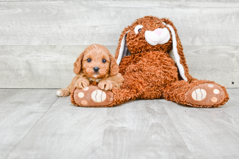 Cavapoo Pup Being Cute