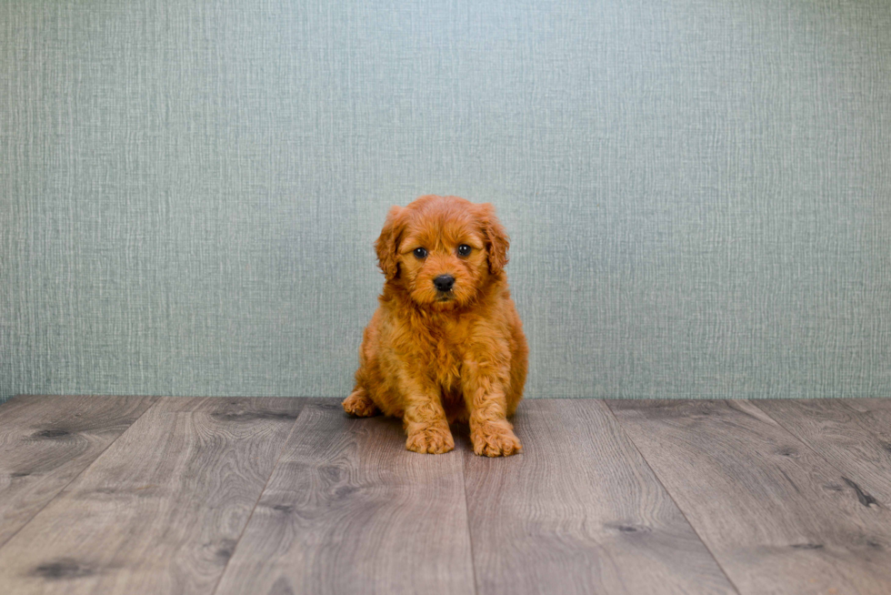 Mini Goldendoodle Pup Being Cute