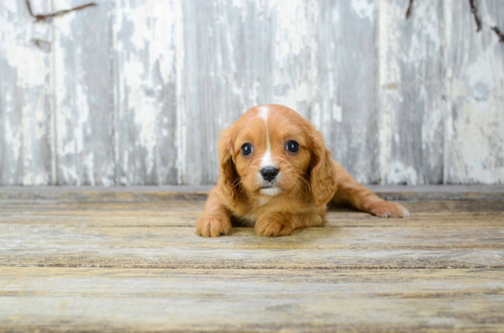 Friendly Cavalier King Charles Spaniel Baby