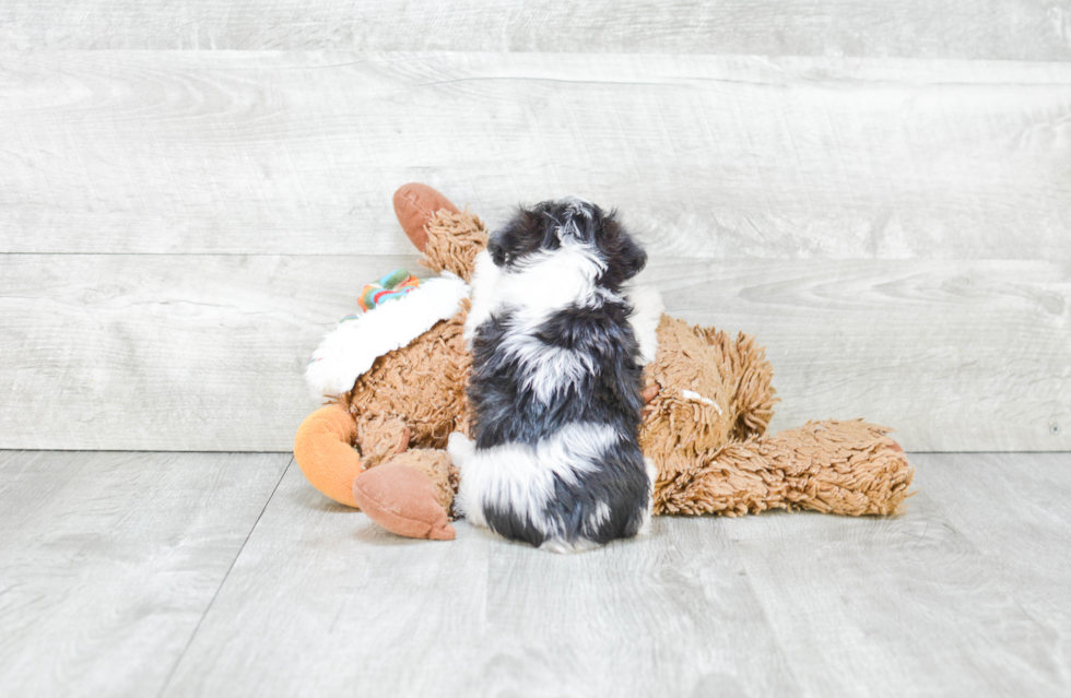 Little Yorkie Designer Puppy