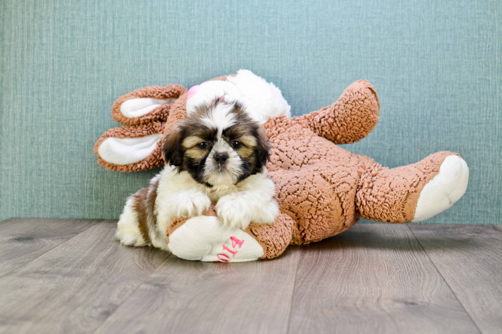 Teddy Bear Puppy for Adoption