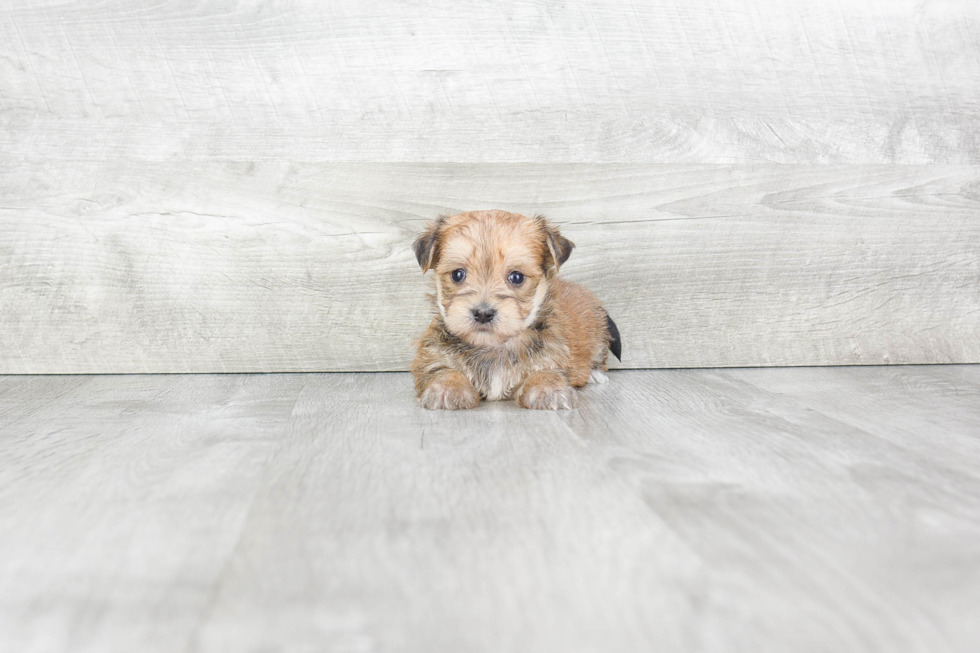 Morkie Puppy for Adoption