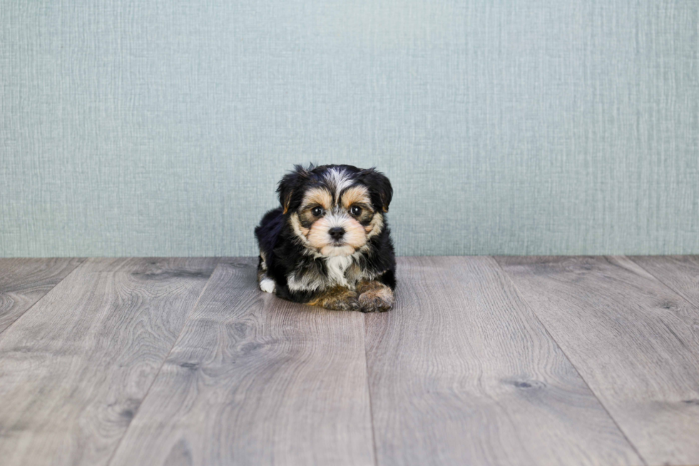 Adorable Yorkie Designer Puppy