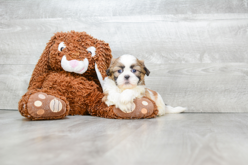Teddy Bear Pup Being Cute