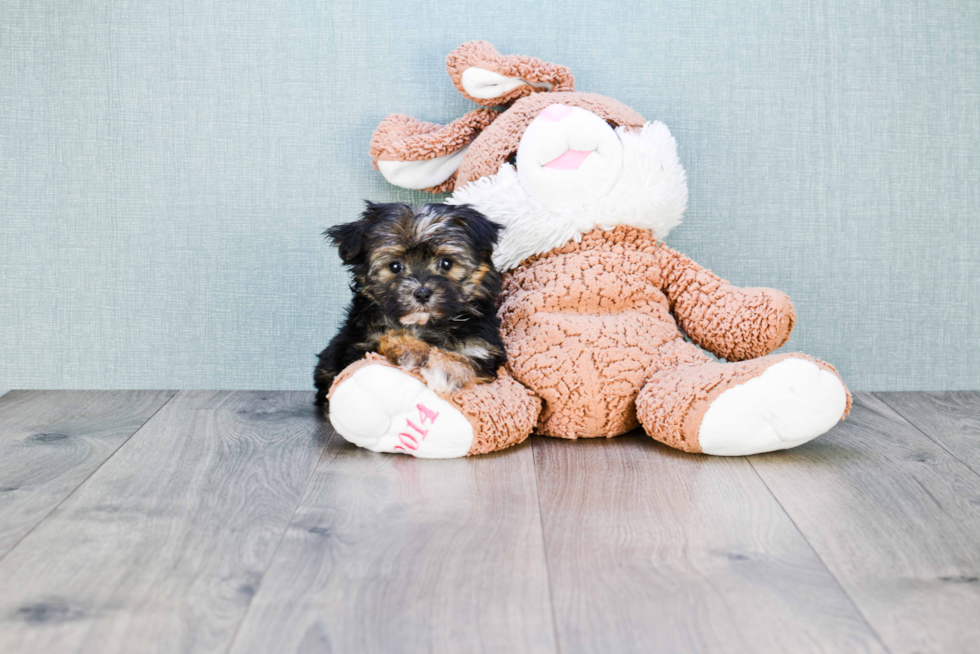 Morkie Pup Being Cute