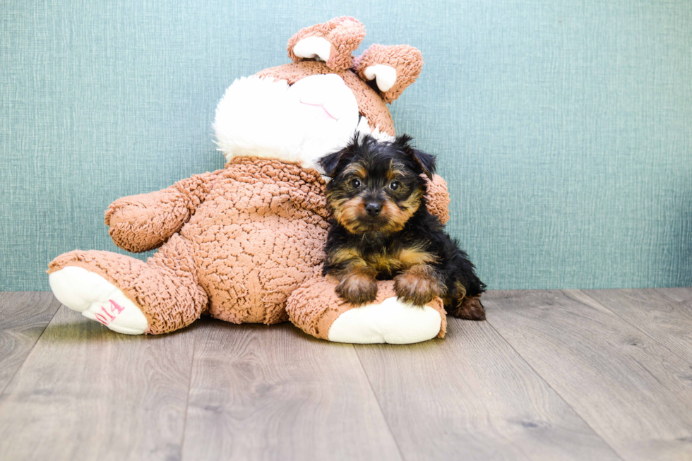 Meet Teacup-Joey - our Yorkshire Terrier Puppy Photo 