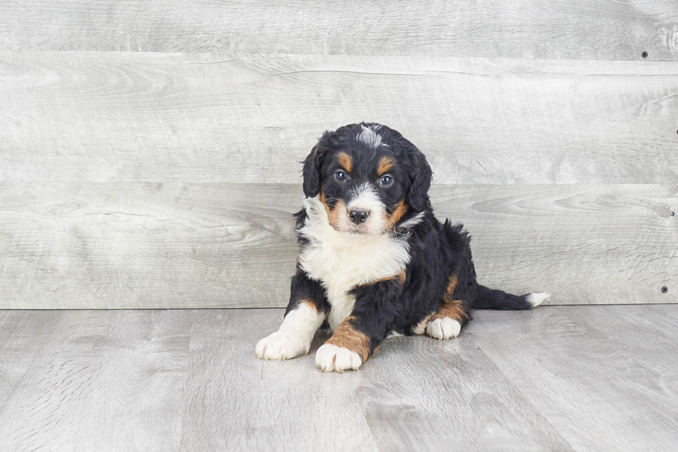 Funny Mini Bernedoodle Poodle Mix Pup