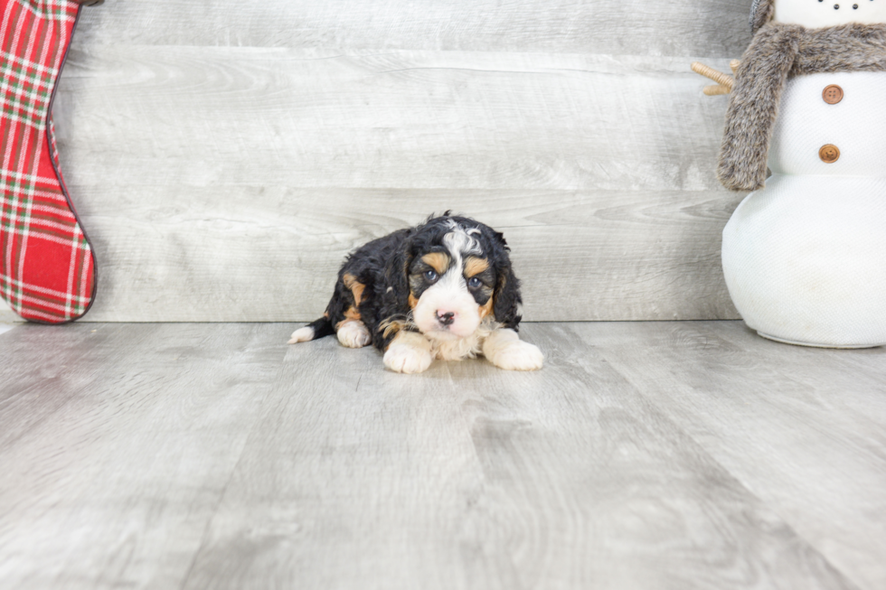 Best Mini Bernedoodle Baby