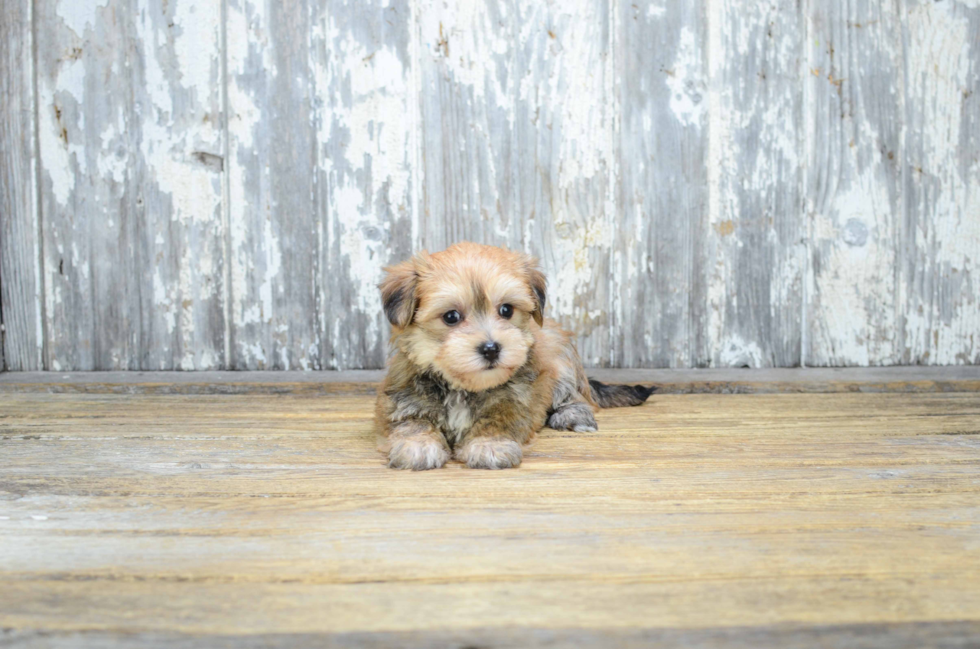 Petite Morkie Designer Pup