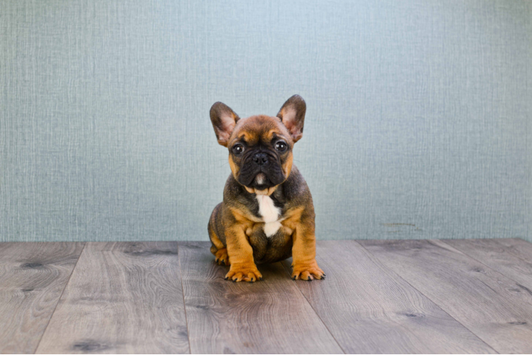 Fluffy Frenchie Purebred Puppy