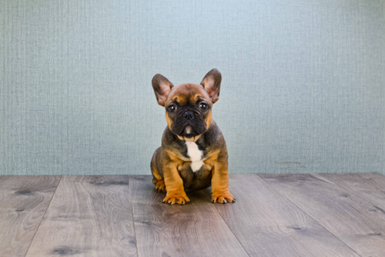Fluffy Frenchie Purebred Puppy