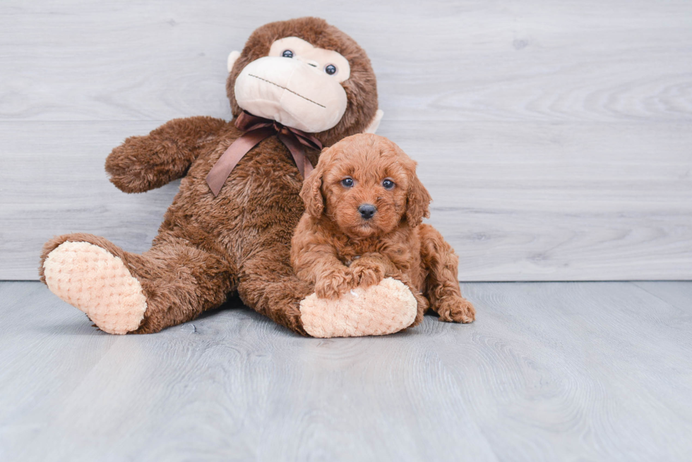 Sweet Mini Goldendoodle Baby