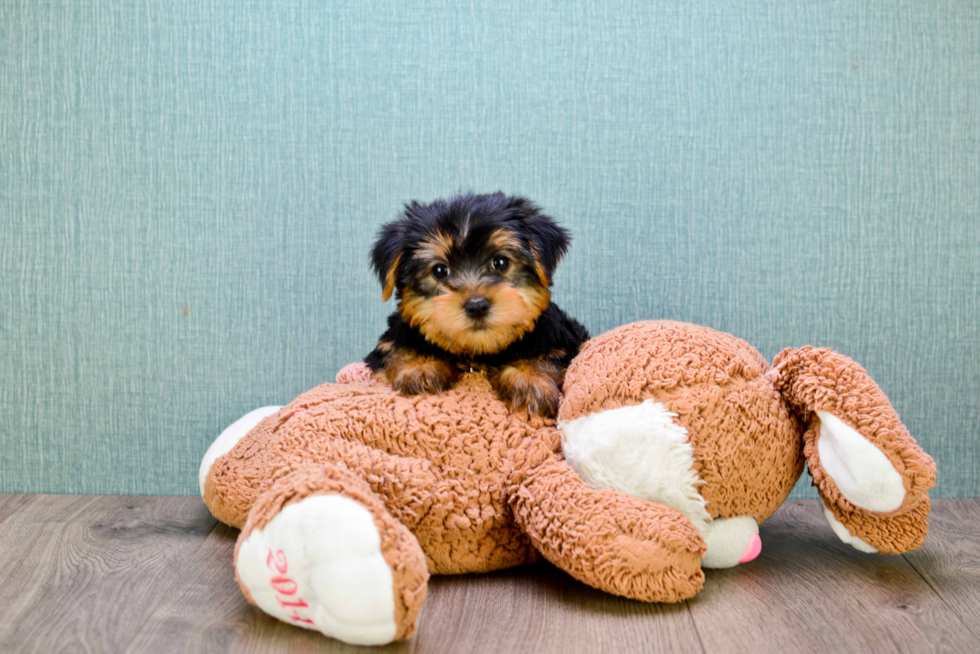Meet Jeremy - our Yorkshire Terrier Puppy Photo 