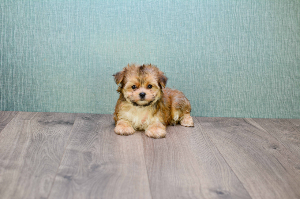 Sweet Morkie Baby