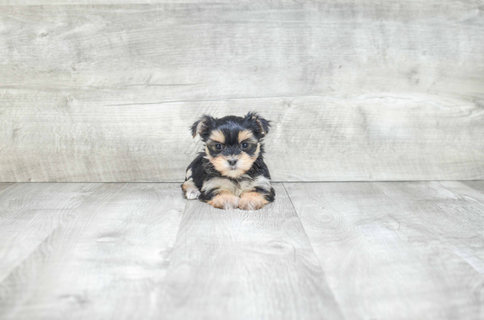 Morkie Pup Being Cute