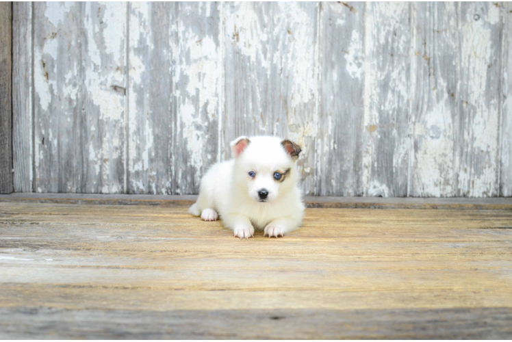 Best Pomsky Baby