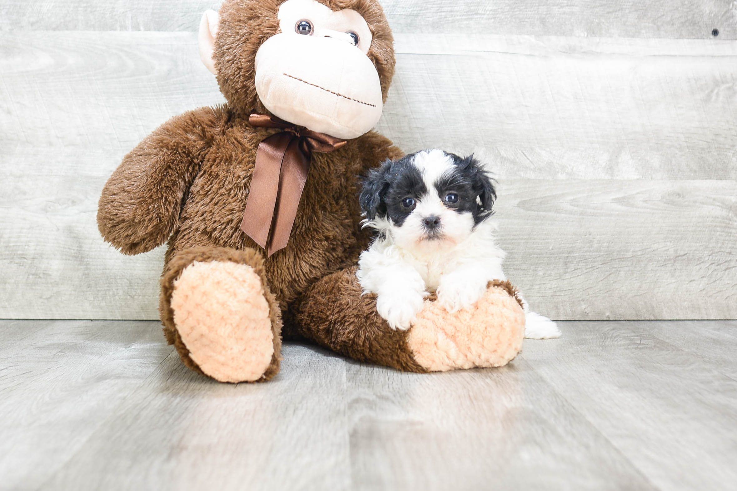 Teddy Bear Puppy for Adoption