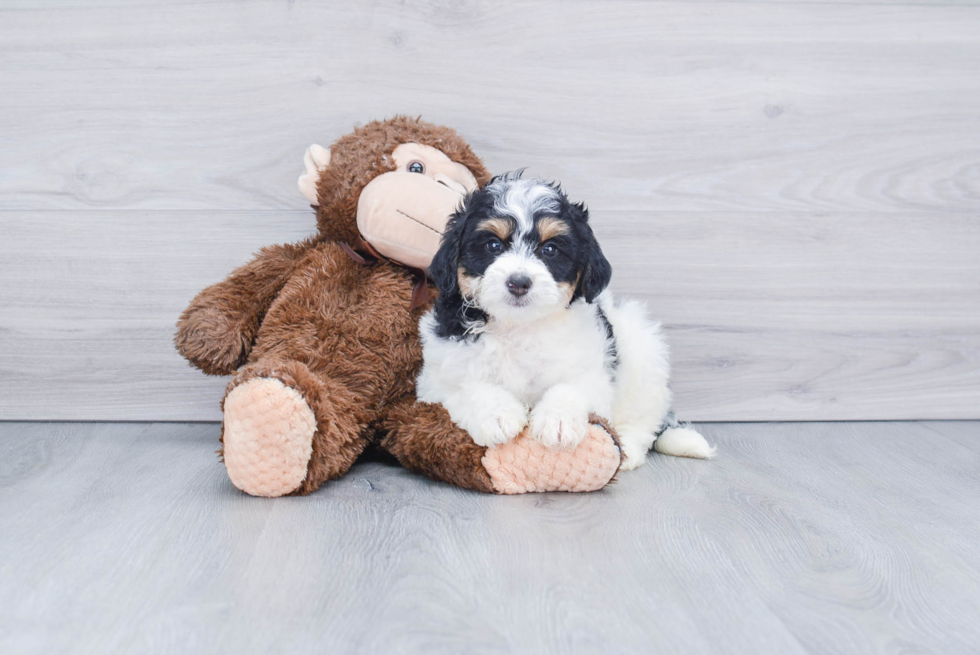 Adorable Bernadoodle Poodle Mix Puppy