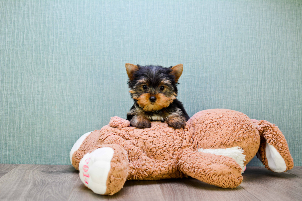 Meet Heidi - our Yorkshire Terrier Puppy Photo 