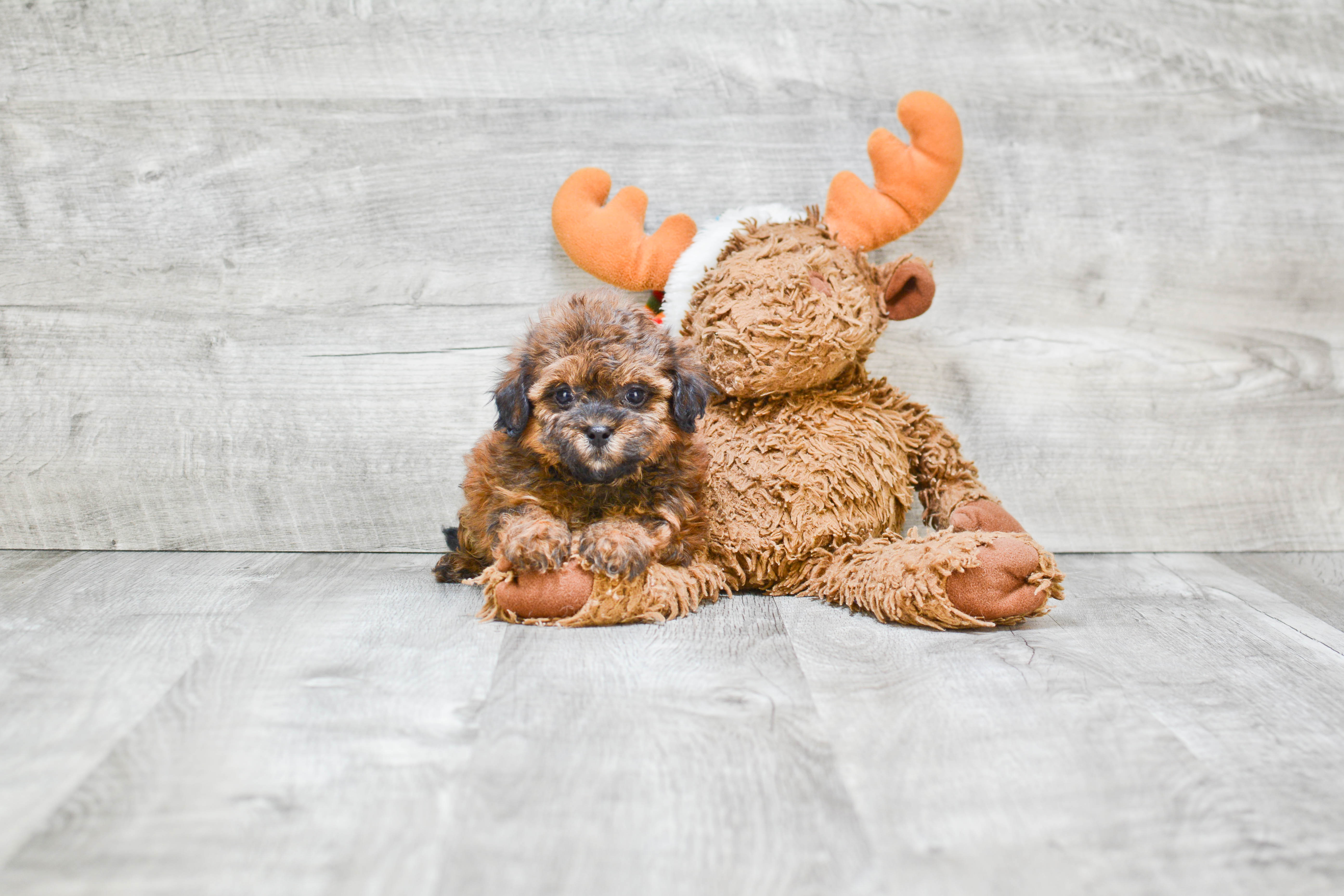 Hypoallergenic Shitzu Designer Puppy