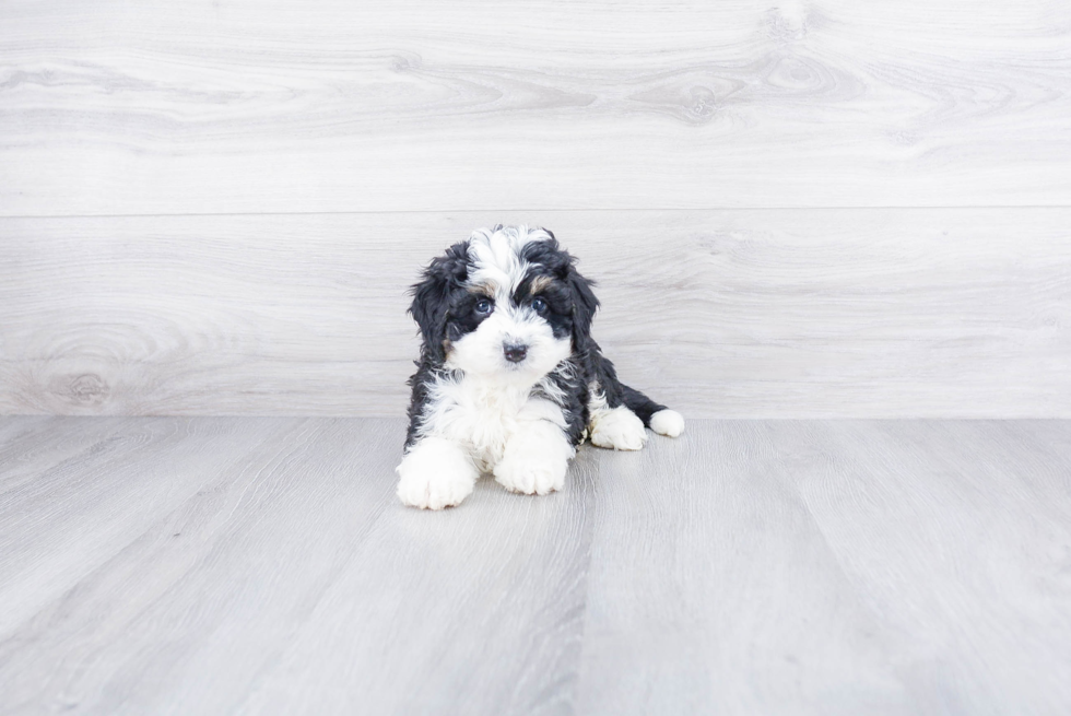 Best Mini Bernedoodle Baby