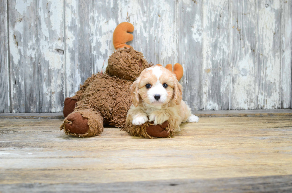 Cavapoo Pup Being Cute