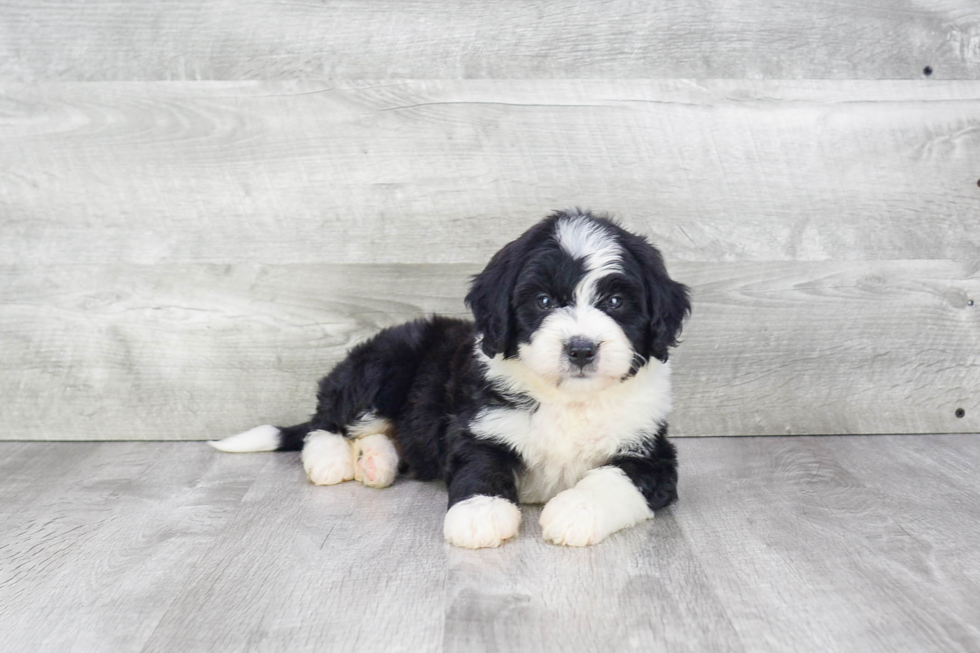 Adorable Bernadoodle Poodle Mix Puppy