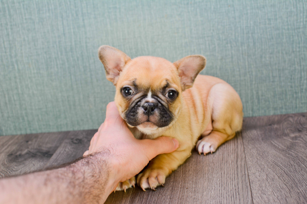 Akc Registered French Bulldog Purebred Pup
