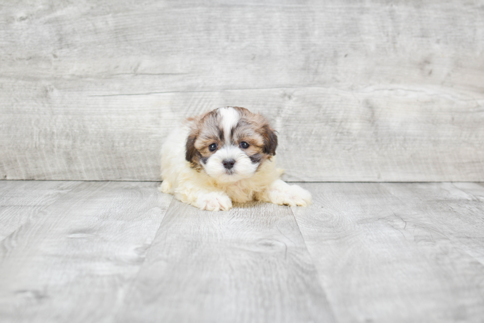 Happy Teddy Bear Baby