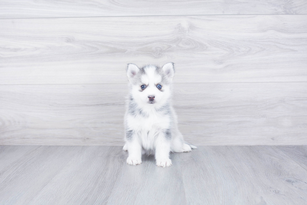 Popular Pomsky Designer Pup