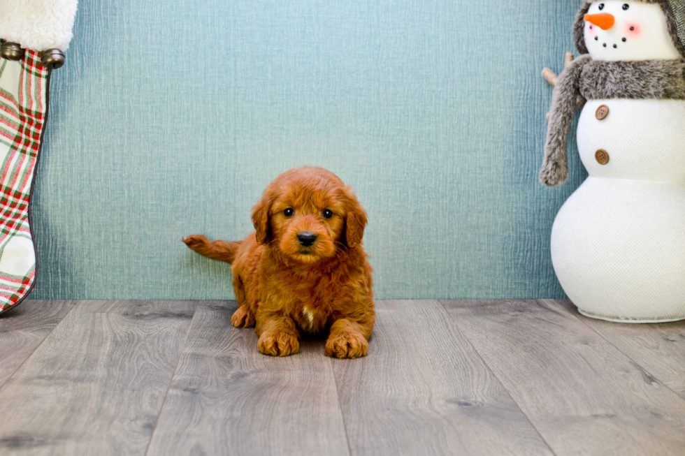 Best Mini Goldendoodle Baby