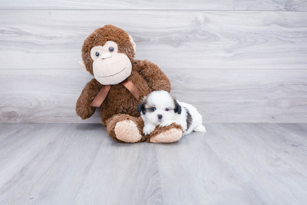 Popular Teddy Bear Designer Pup