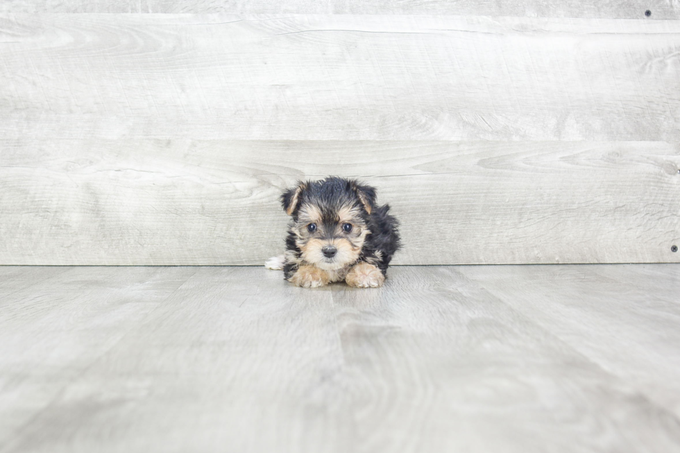 Small Morkie Baby