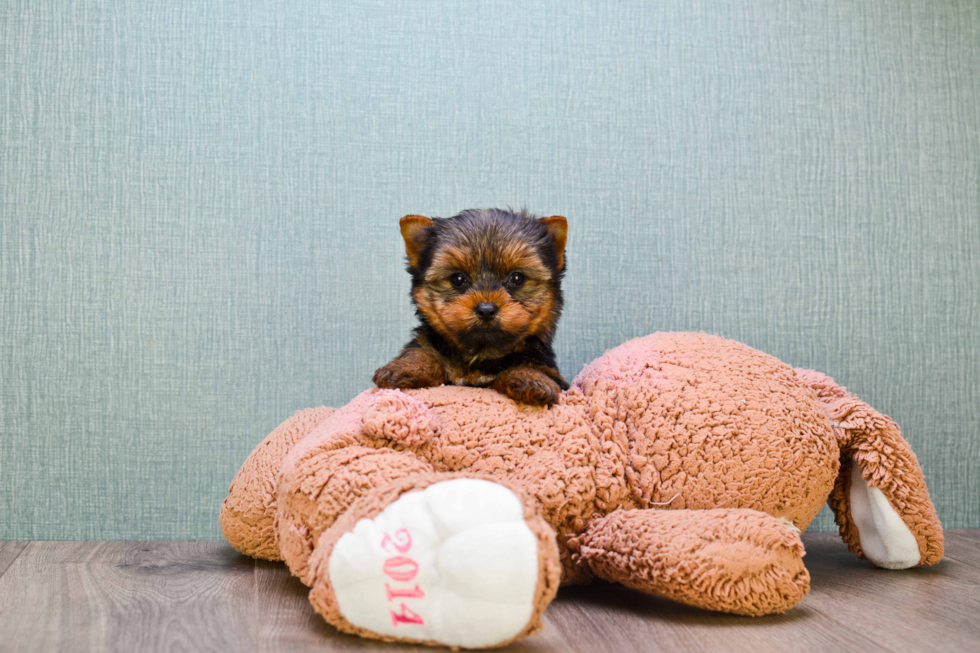 Meet Heidi - our Yorkshire Terrier Puppy Photo 