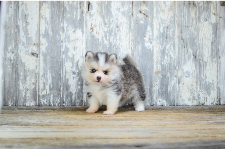 Best Pomsky Baby