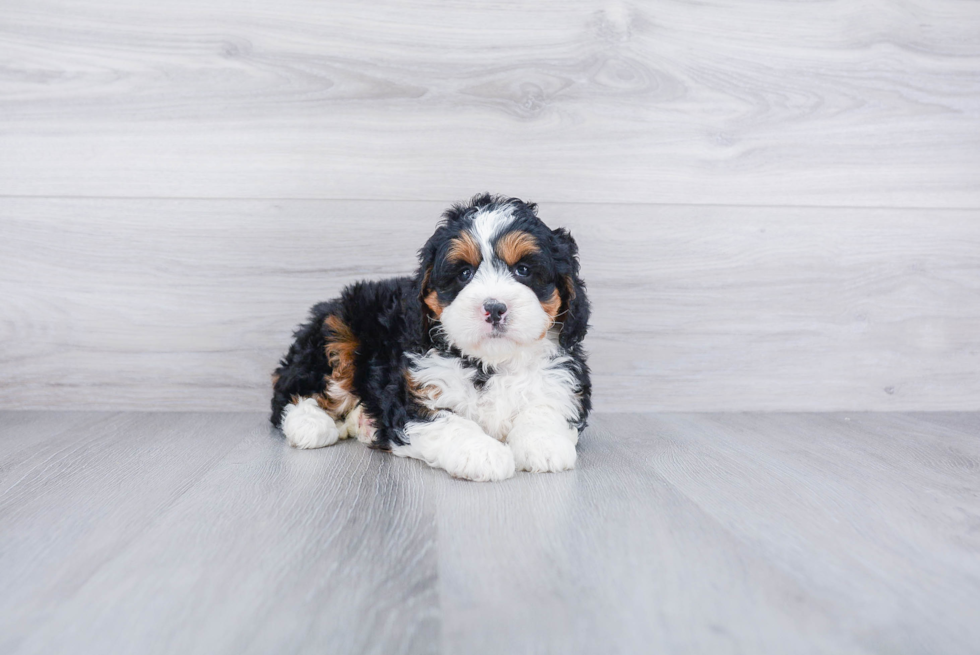 Best Mini Bernedoodle Baby