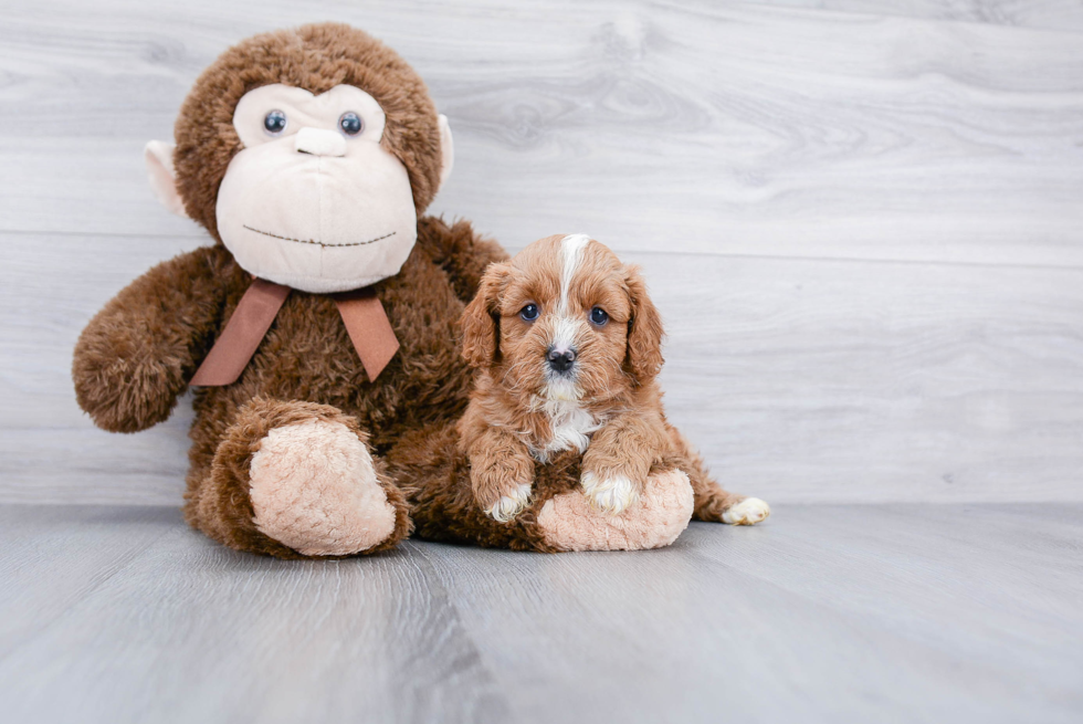 Funny Cavapoo Poodle Mix Pup