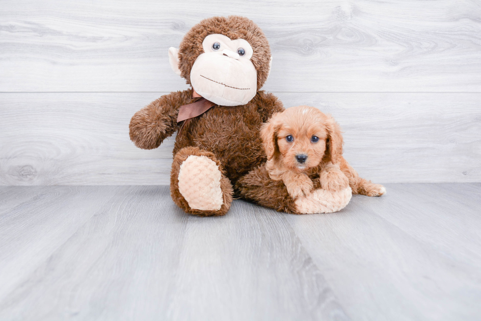Cavapoo Pup Being Cute
