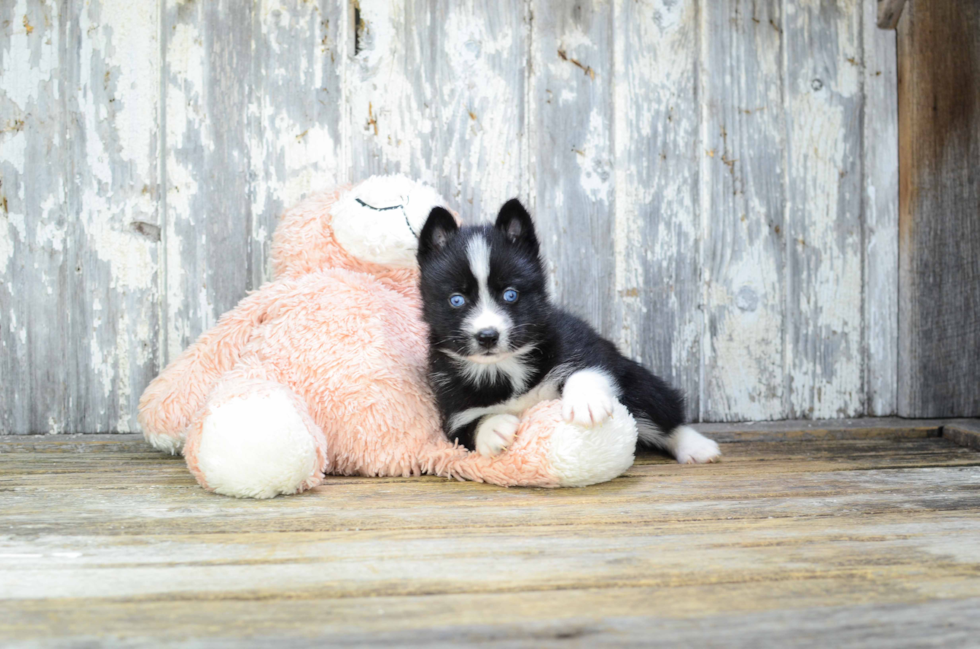 Pomsky Puppy for Adoption