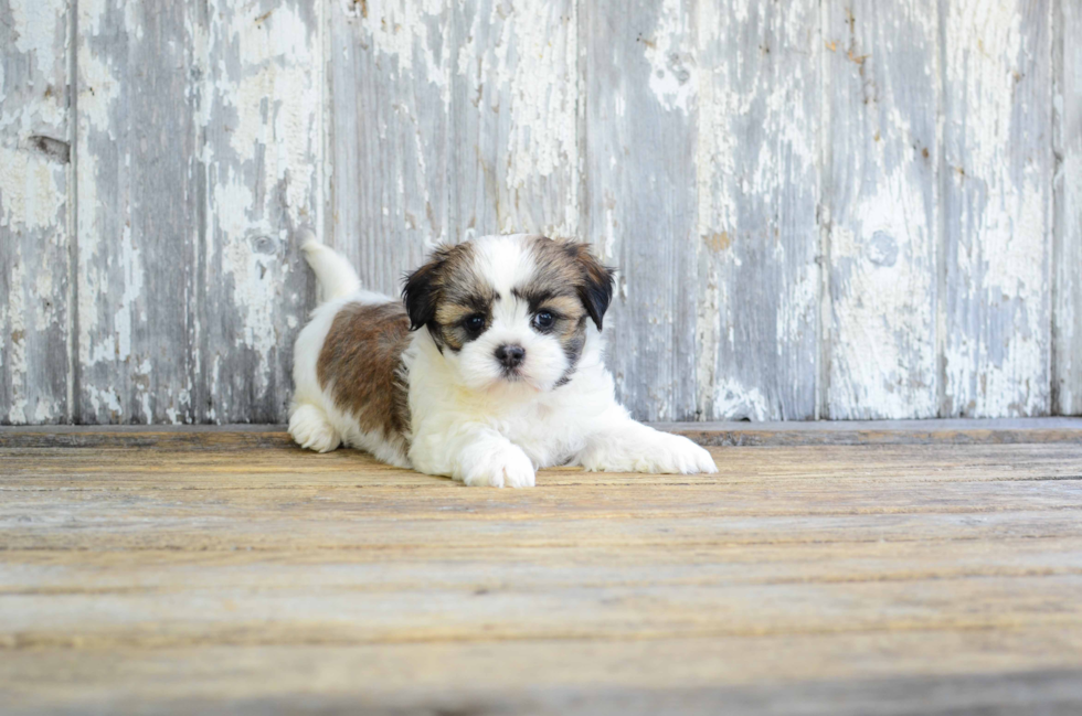 Smart Teddy Bear Designer Pup