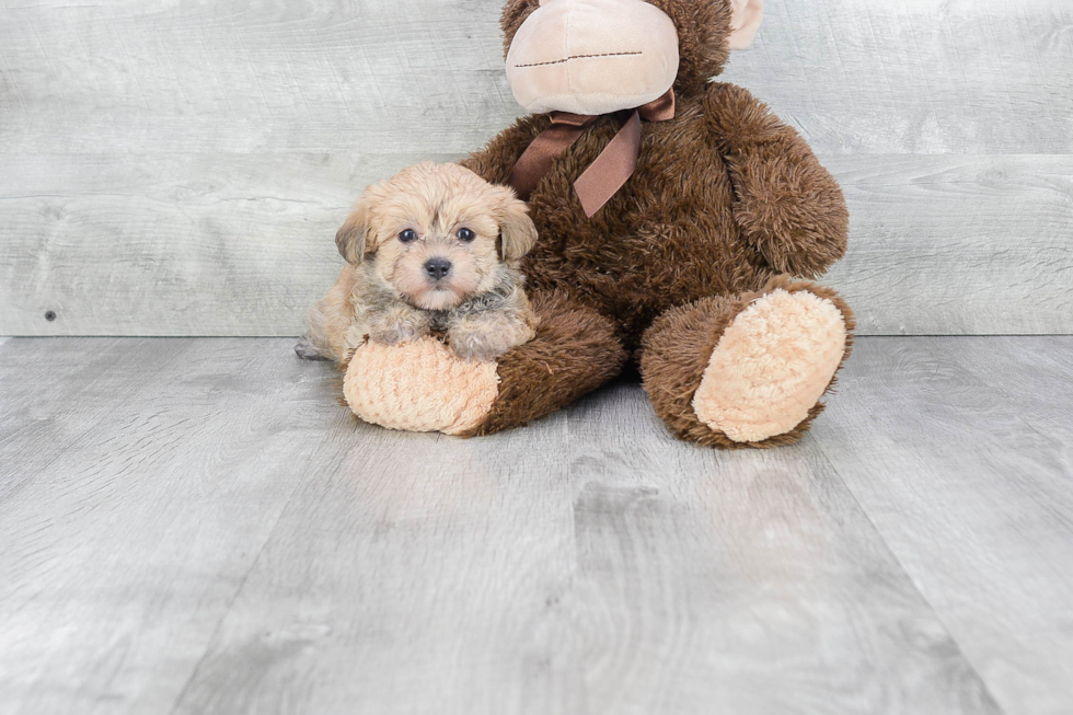 Morkie Pup Being Cute