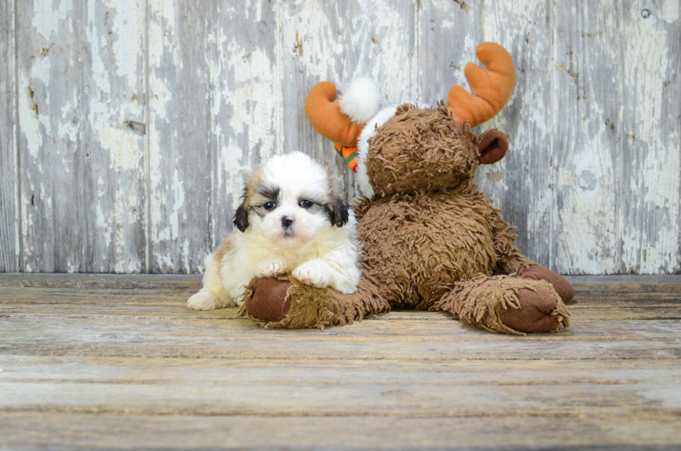 Smart Teddy Bear Designer Pup