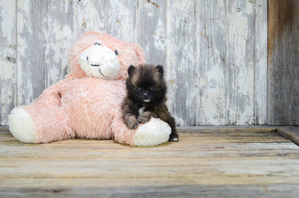 Popular Pomeranian Baby