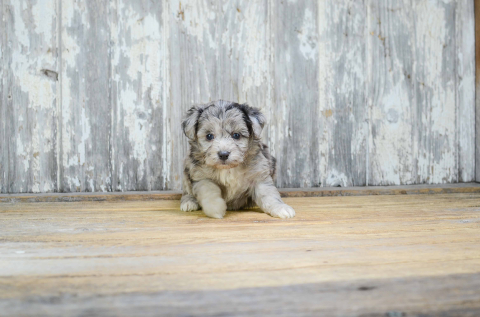 Best Mini Aussiedoodle Baby