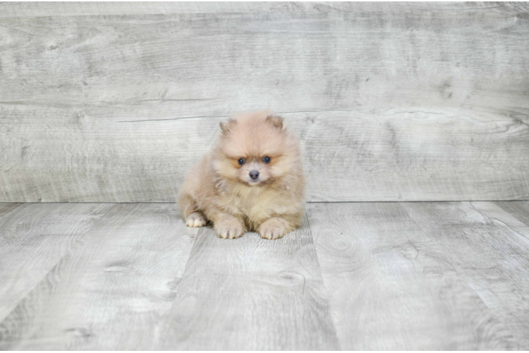 Hypoallergenic Pomeranian Purebred Pup