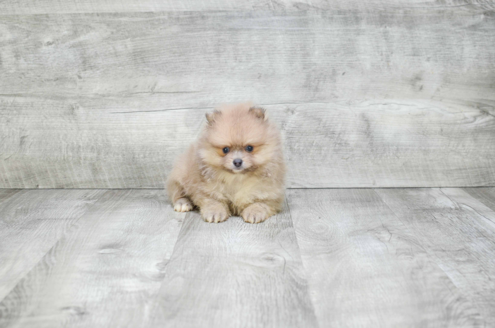 Hypoallergenic Pomeranian Purebred Pup