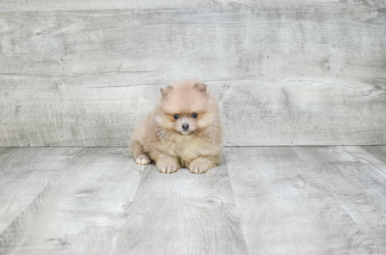 Hypoallergenic Pomeranian Purebred Pup