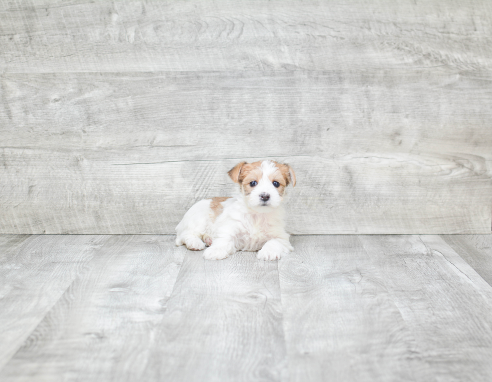 Little Yorkie Designer Puppy