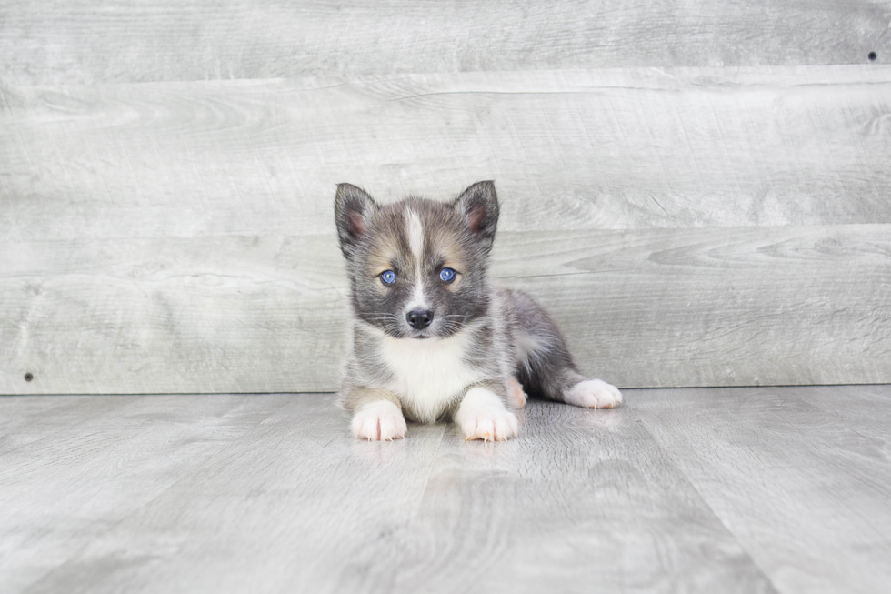 Hypoallergenic Mini Husky Designer Puppy