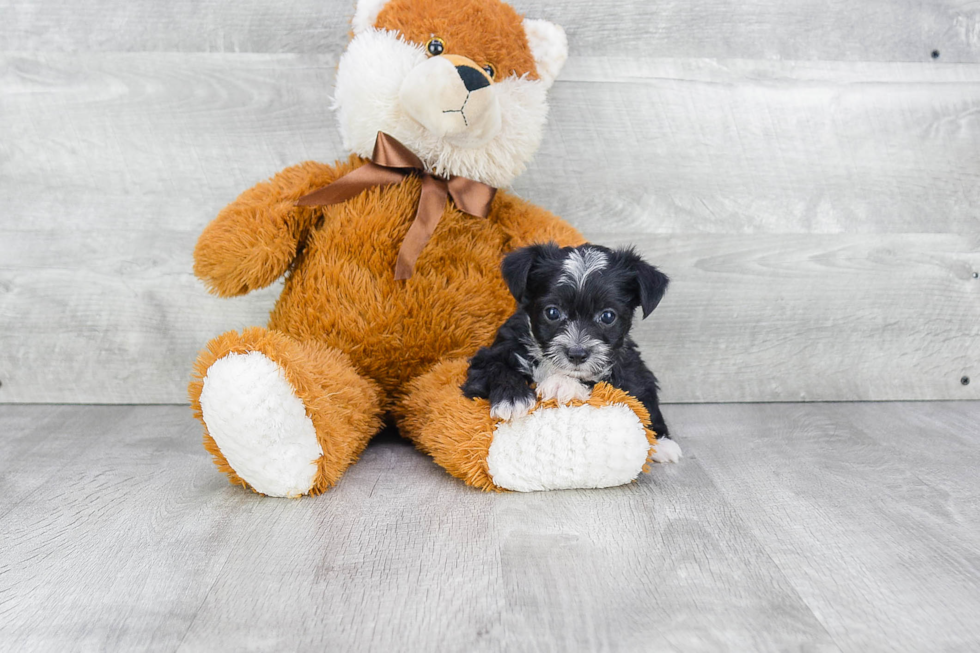 Morkie Pup Being Cute